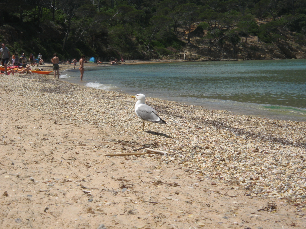 Porquerolles_75