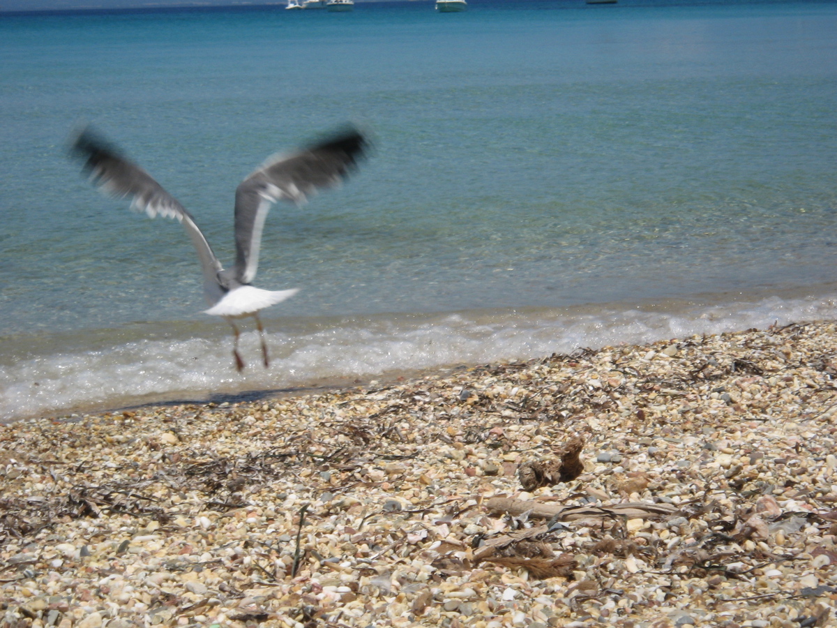 Porquerolles_77