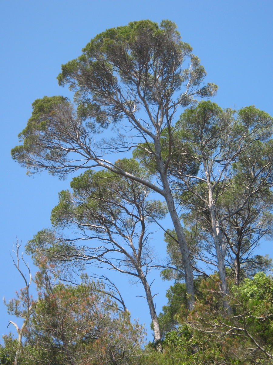 Porquerolles_99_51