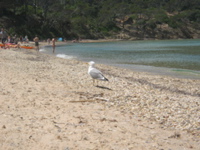 Porquerolles_75