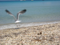 Porquerolles_77