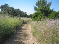 Porquerolles_93