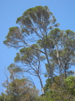 Porquerolles_99_51