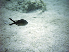 PIC_0096