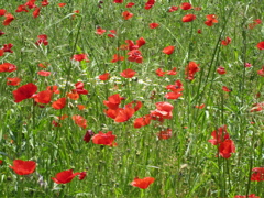 20110512_75